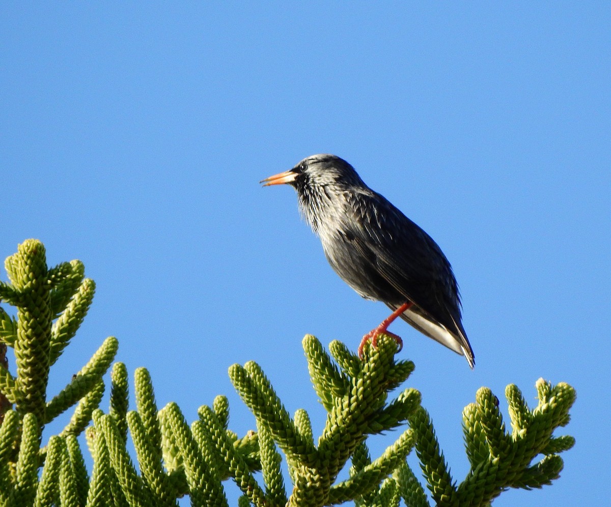 Étourneau unicolore - ML647067351