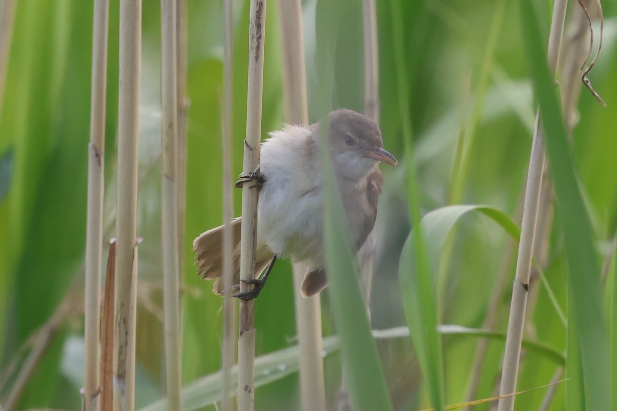 Australian Reed Warbler - ML647067353