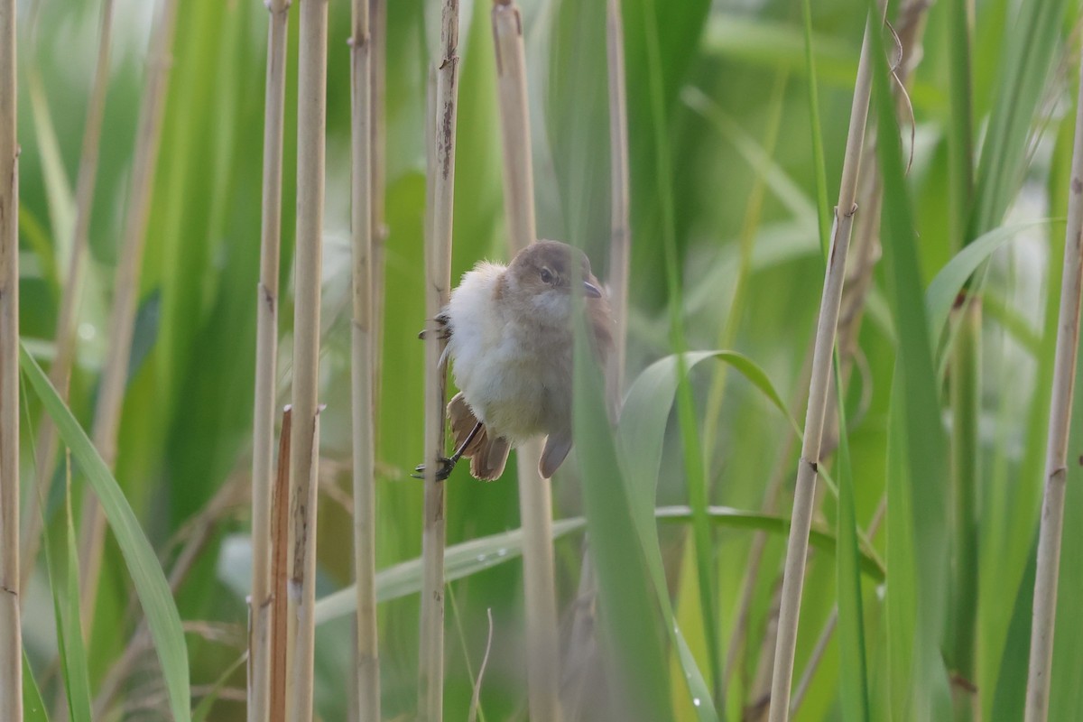 Australian Reed Warbler - ML647067354