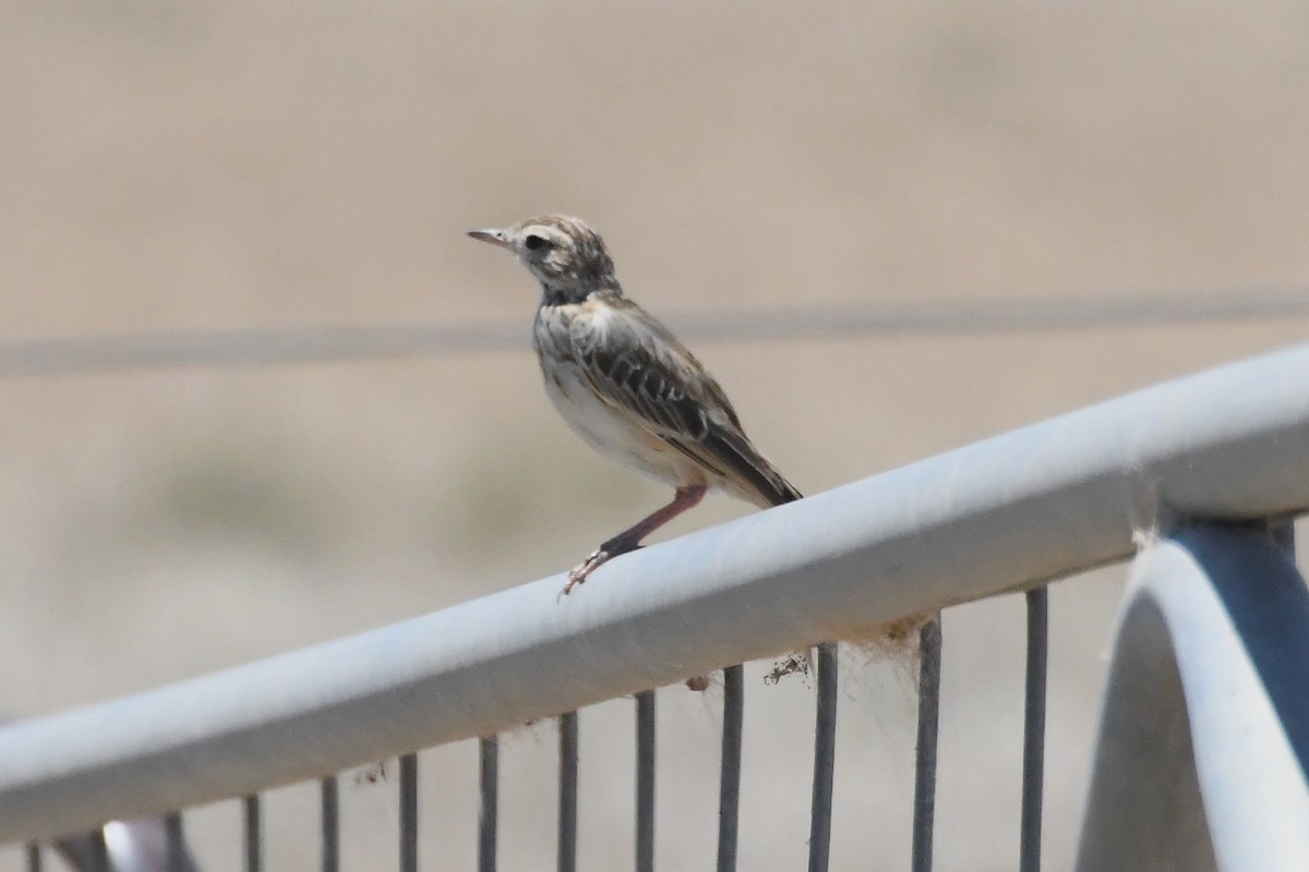 Australian Pipit - ML647067356