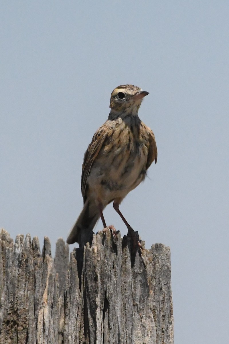 Australian Pipit - ML647067357