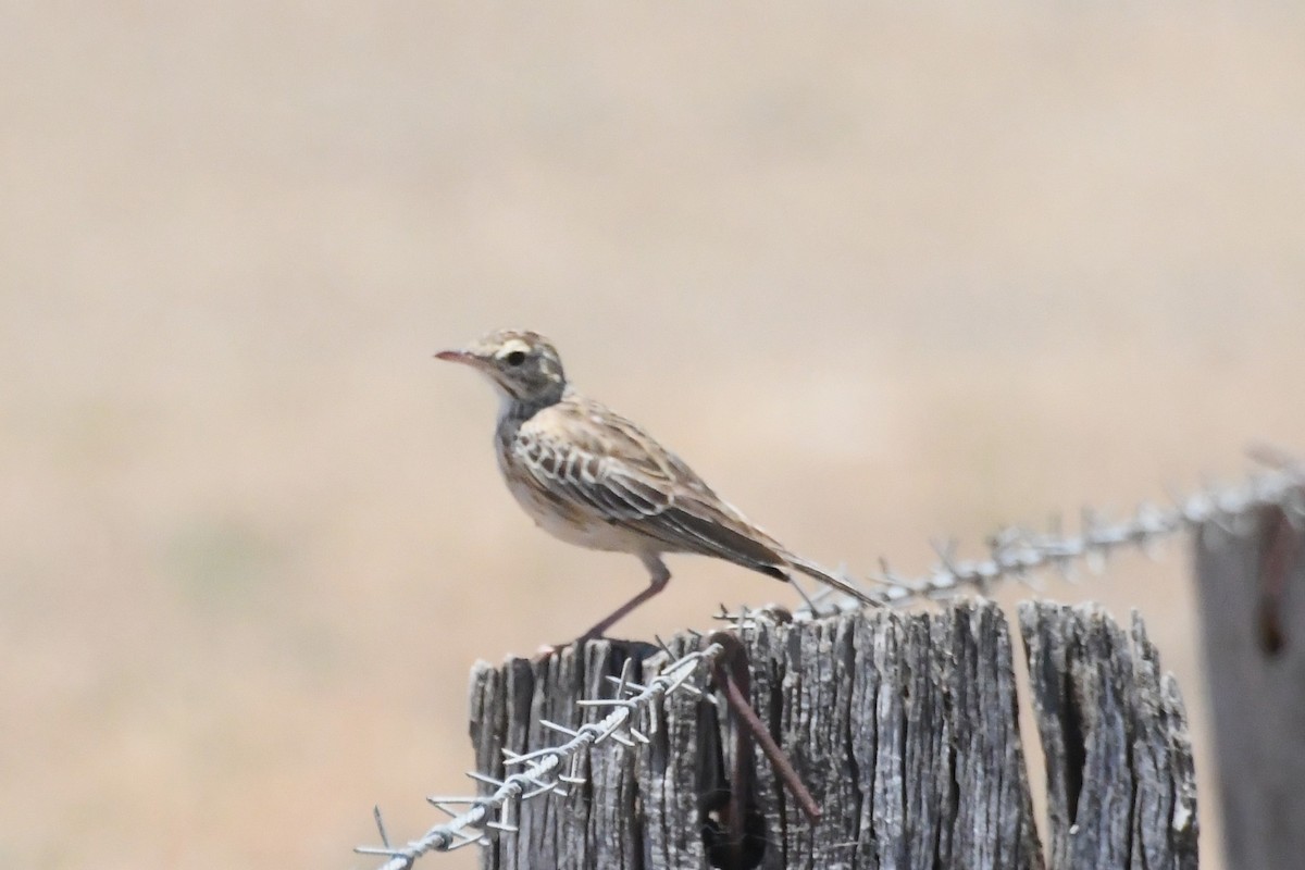 Australian Pipit - ML647067363