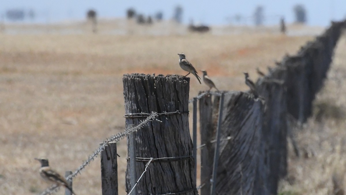 Australian Pipit - ML647067364