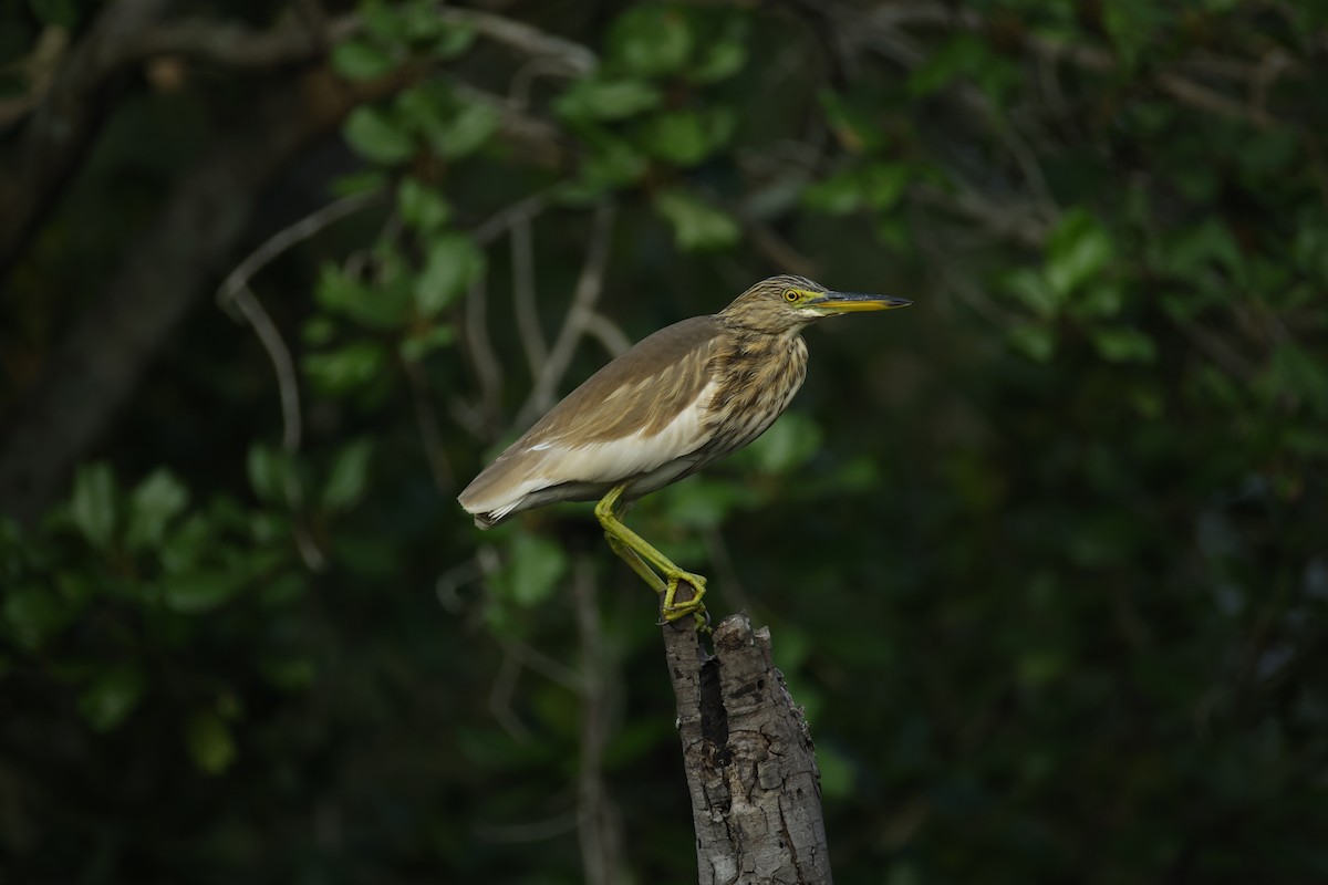 Indian Pond-Heron - ML647067366