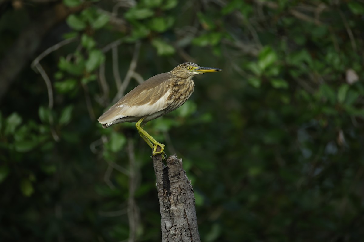 Indian Pond-Heron - ML647067367