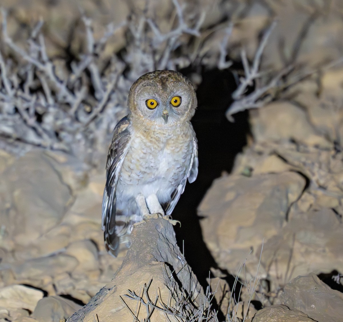 Desert Owl - ML647067369
