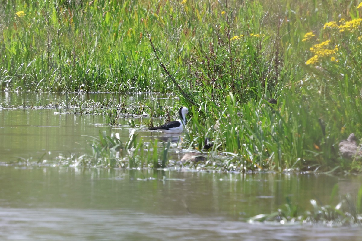 Pied Stilt - ML647067373