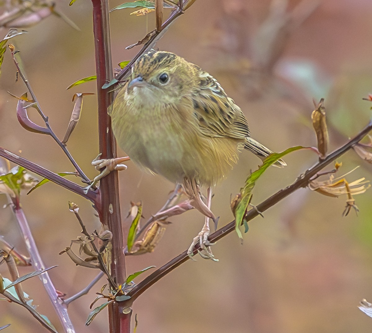 Zitting Cisticola - ML647067387