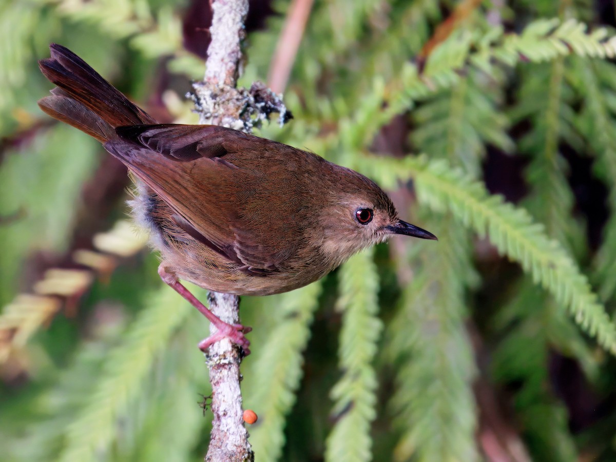Séricorne de l'Atherton - ML647067391