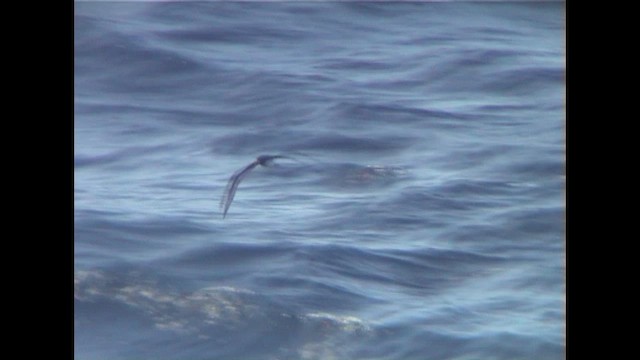 Tahiti Petrel - ML647067392