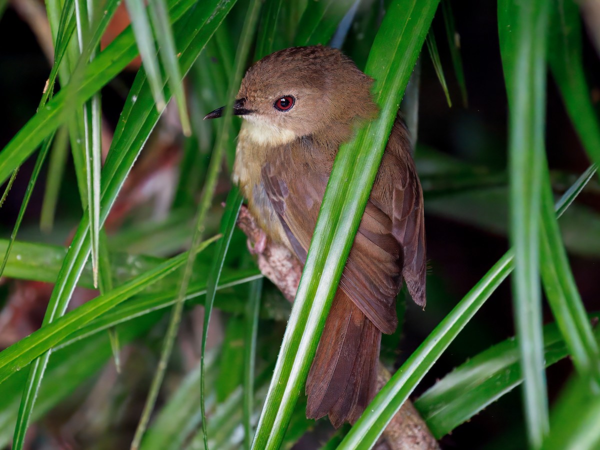 Séricorne de l'Atherton - ML647067393
