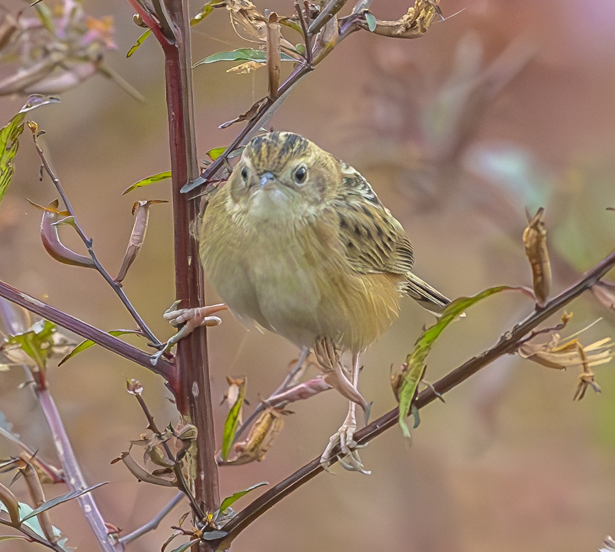 Zitting Cisticola - ML647067394