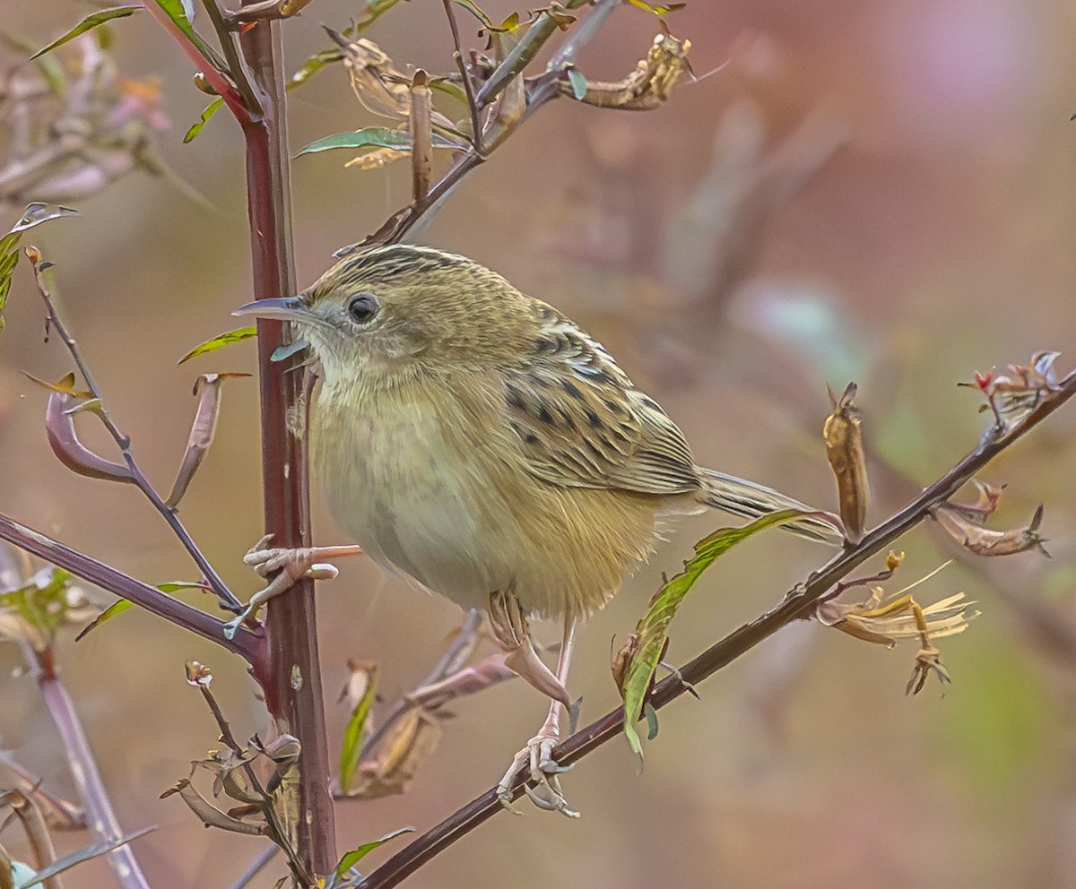 Zitting Cisticola - ML647067396