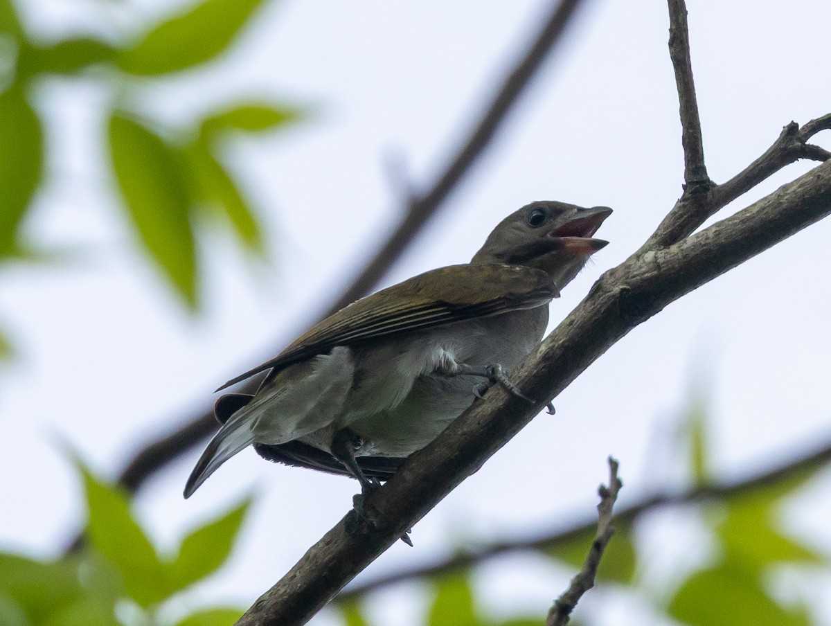 Lesser Honeyguide (Lesser) - ML647067402