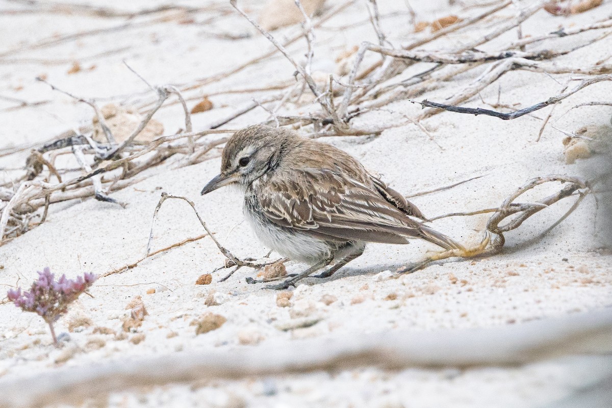 Dune Lark - ML647067406