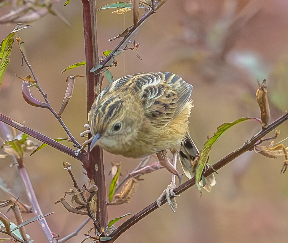 Zitting Cisticola - ML647067407