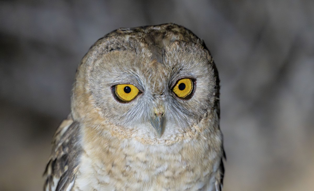 Desert Owl - ML647067410