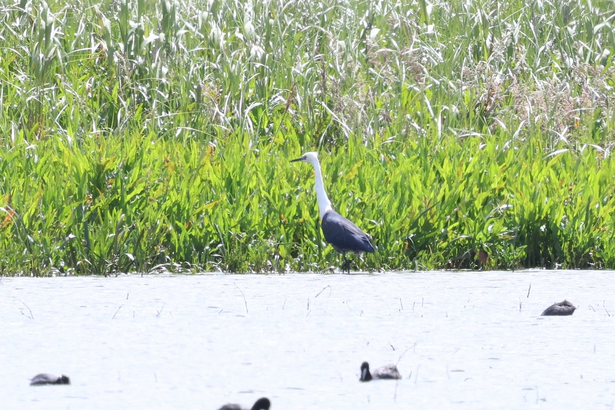 Pacific Heron - ML647067415
