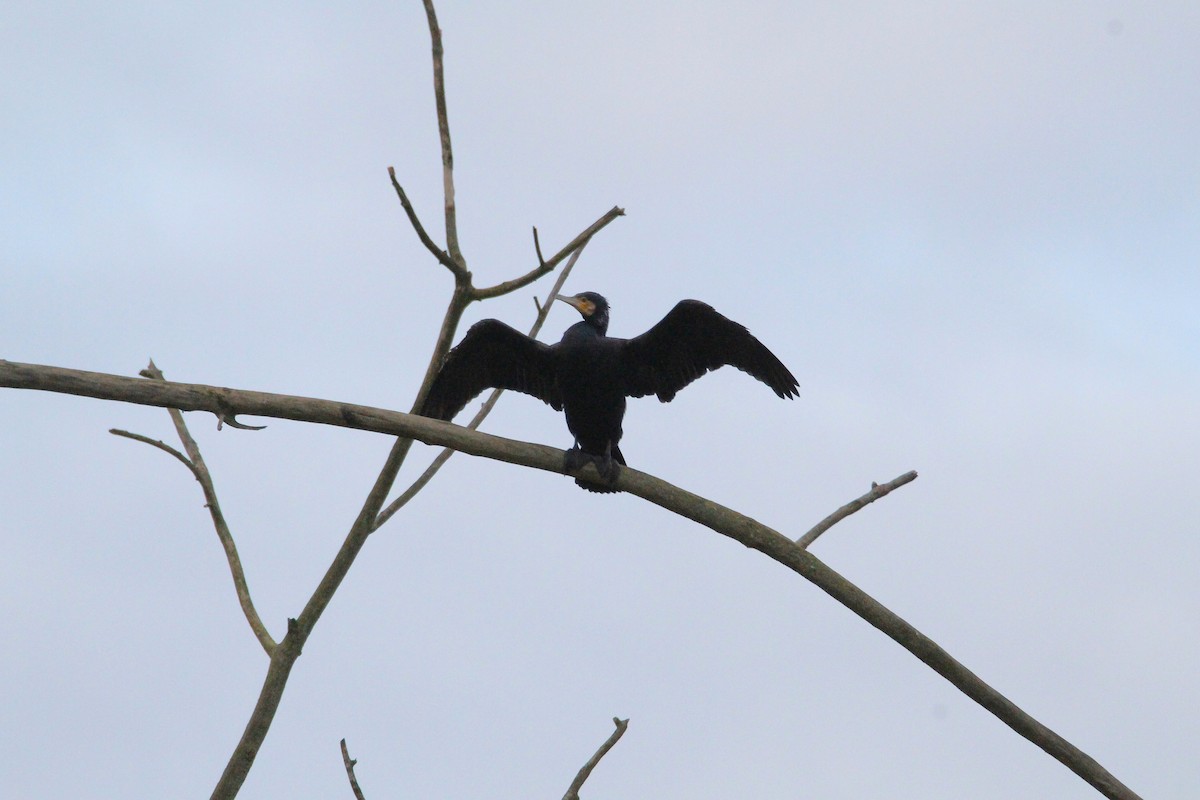 Great Cormorant - ML647067416