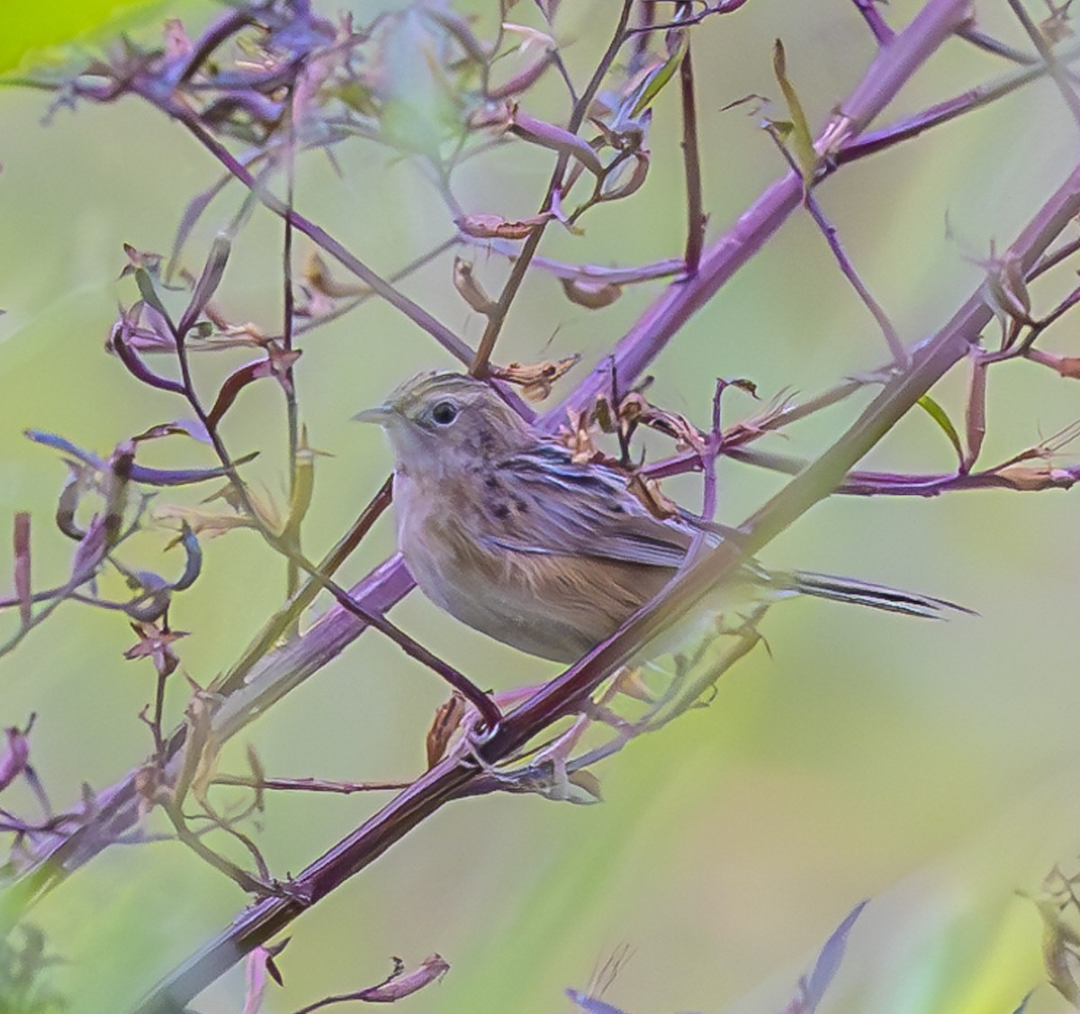 Zitting Cisticola - ML647067417