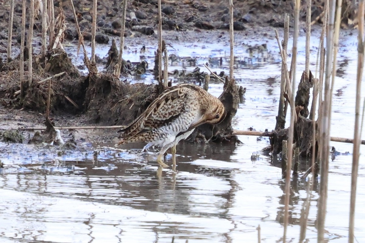 Latham's Snipe - ML647067420