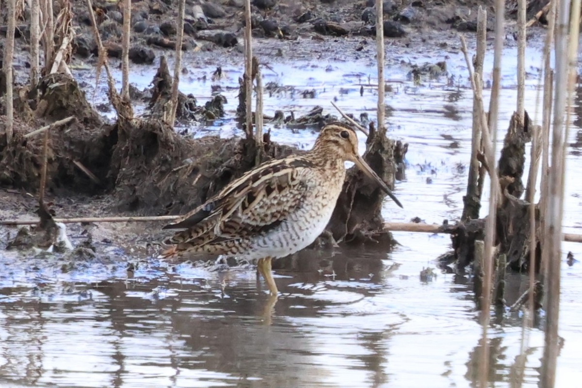Latham's Snipe - ML647067421