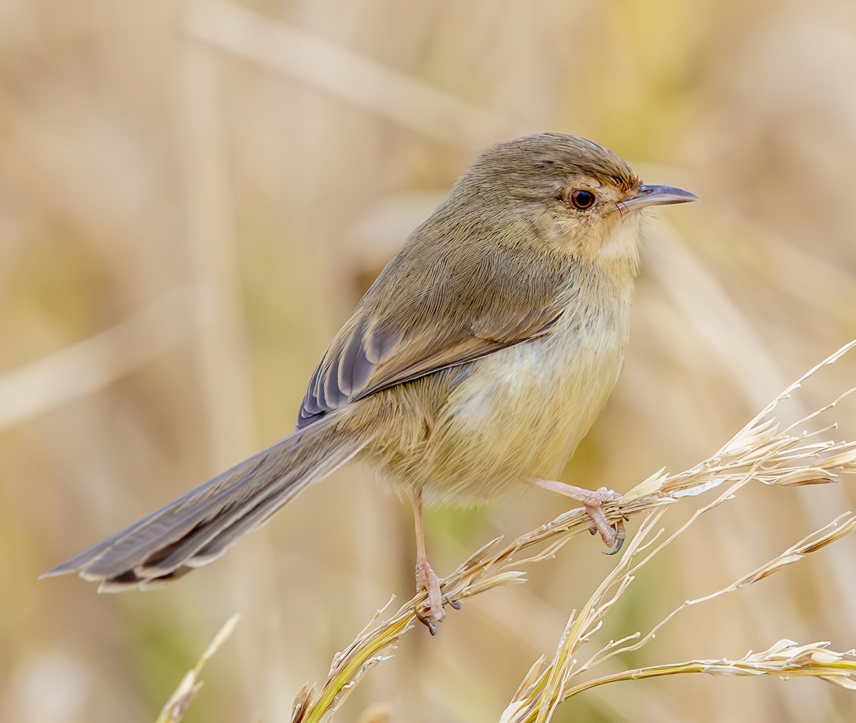 Plain Prinia - ML647067426