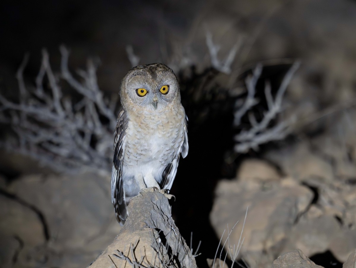 Desert Owl - ML647067435