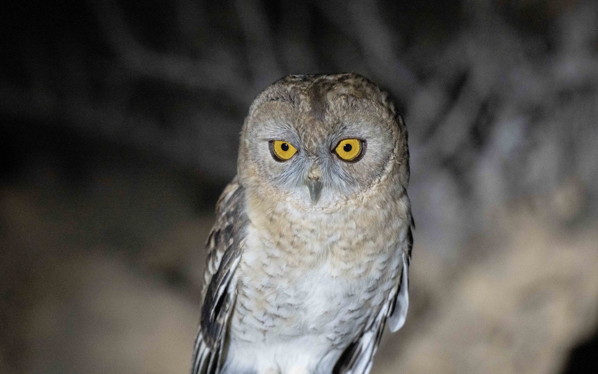 Desert Owl - ML647067438