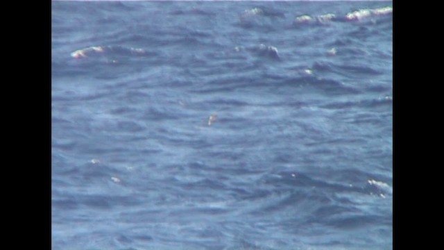 Tahiti Petrel - ML647067445