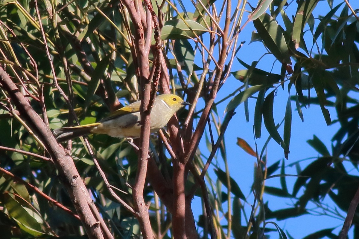 hvitsmykkehonningeter - ML647067447