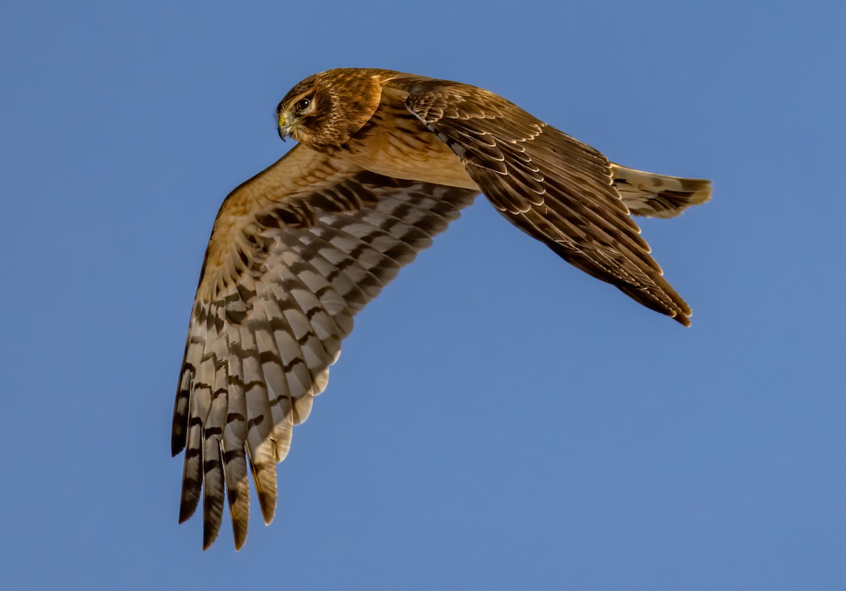 Northern Harrier - ML647067451