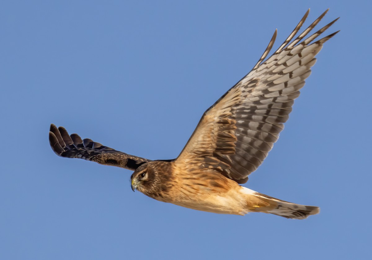 Northern Harrier - ML647067452