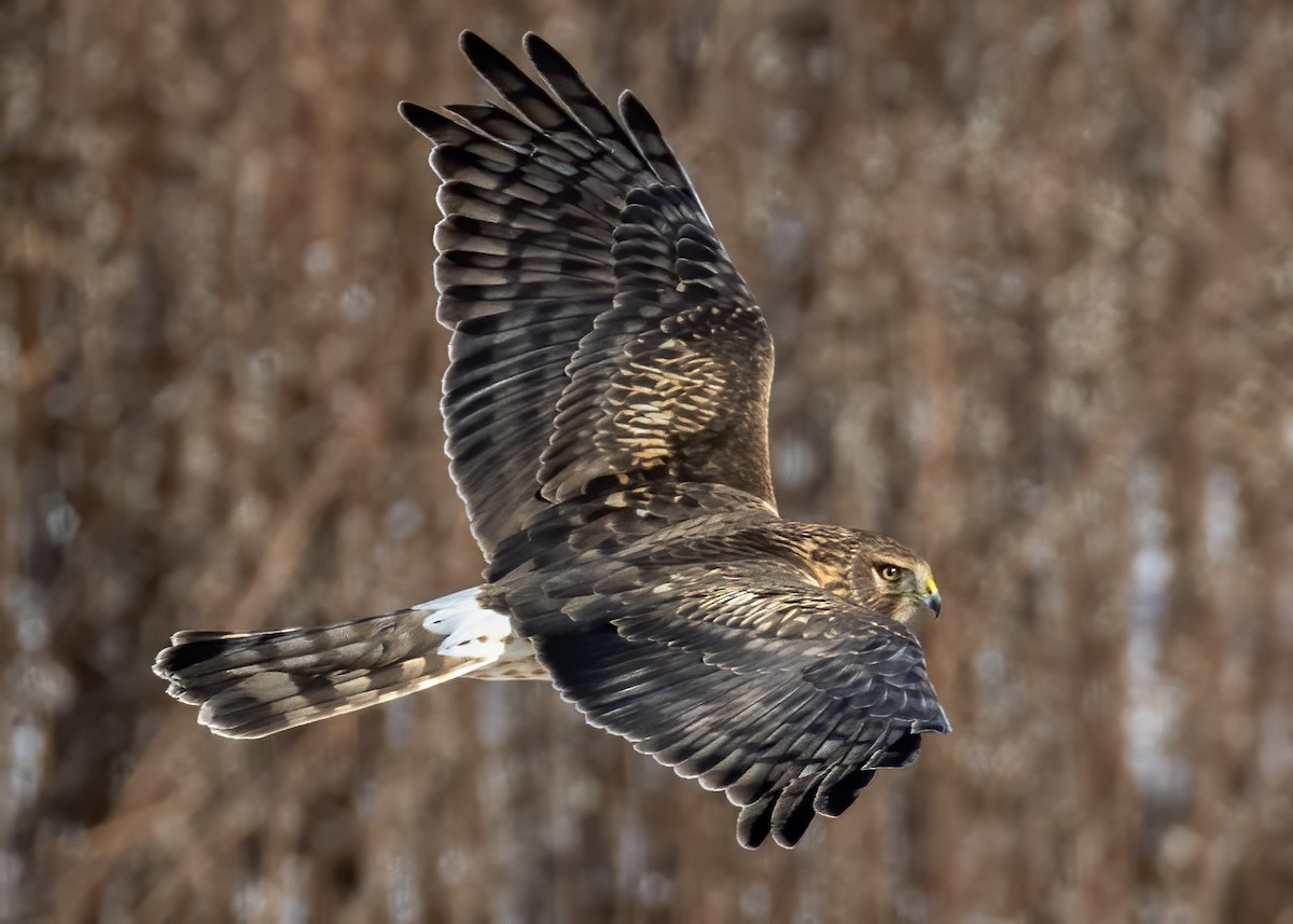 Northern Harrier - ML647067453