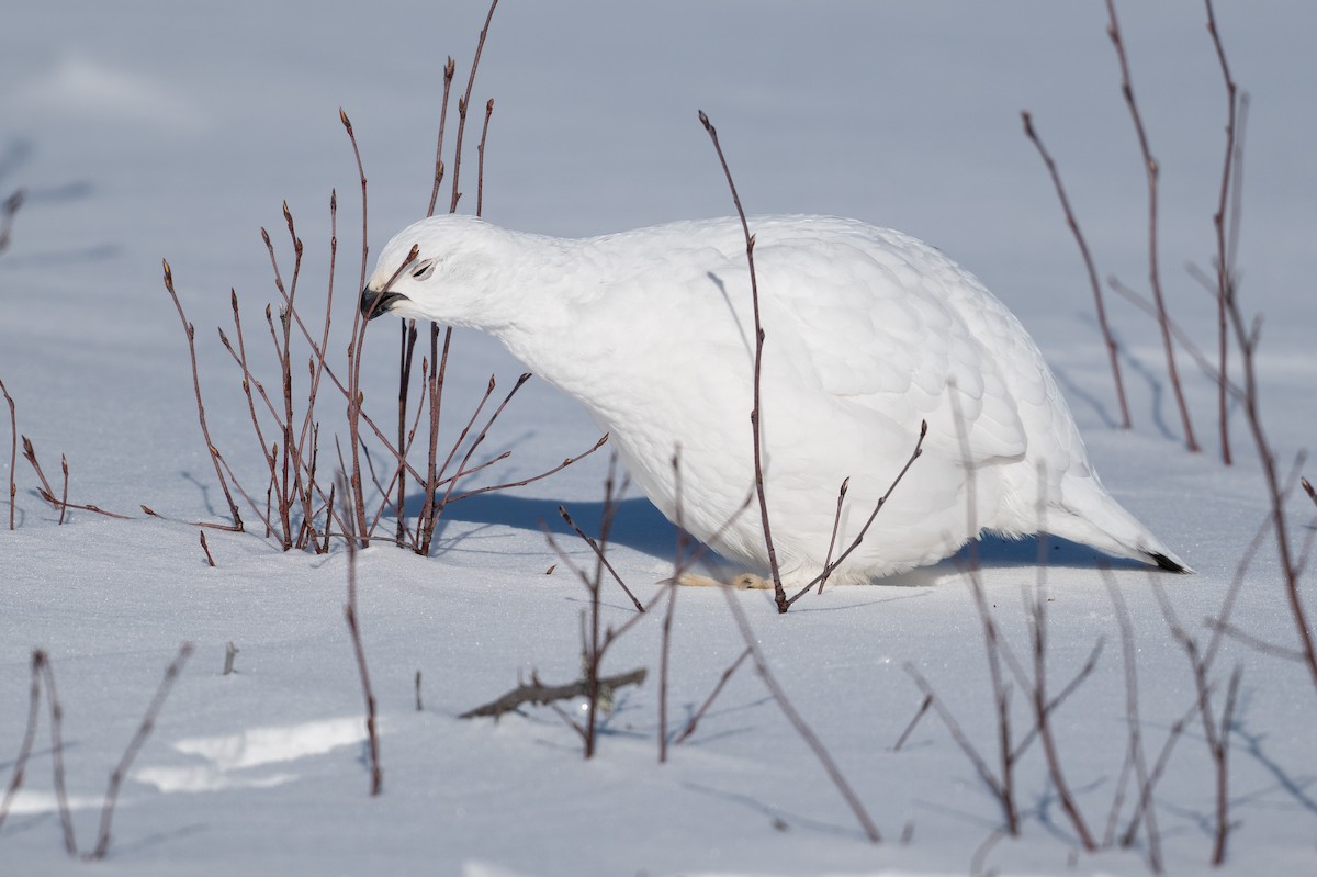 Moorschneehuhn - ML647067454