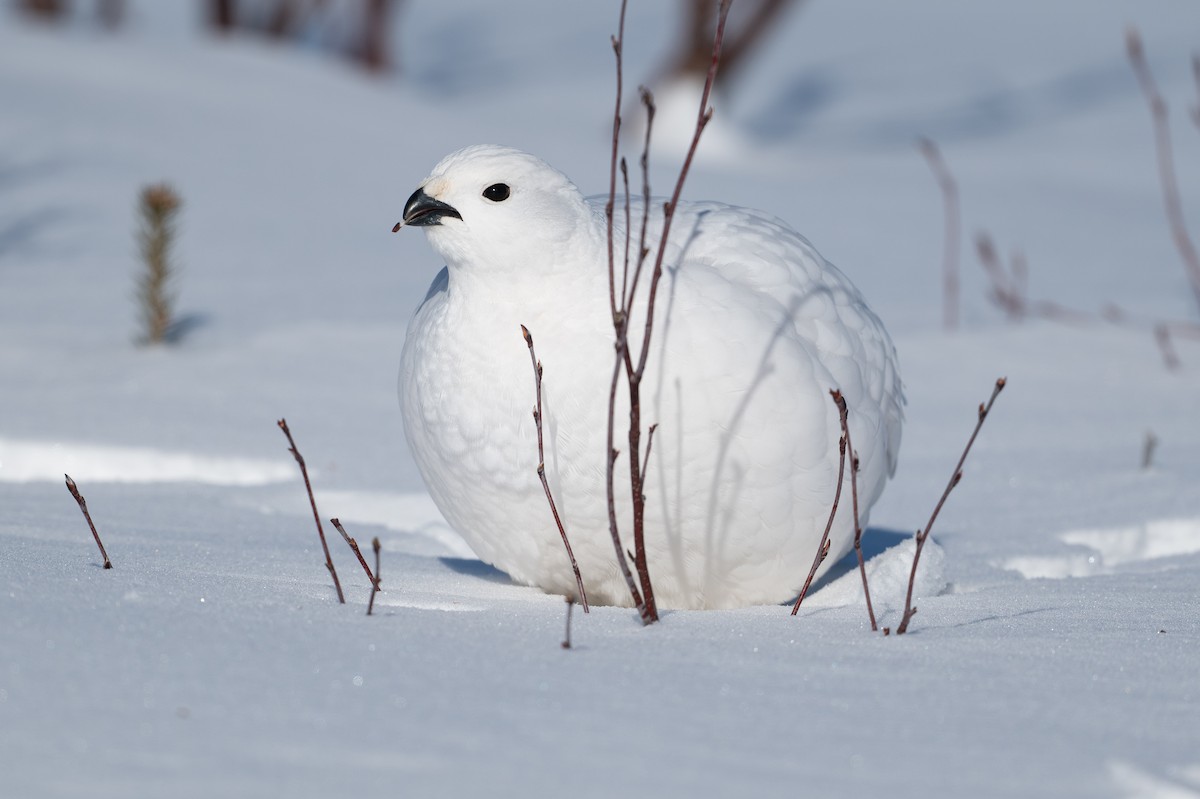 Moorschneehuhn - ML647067455