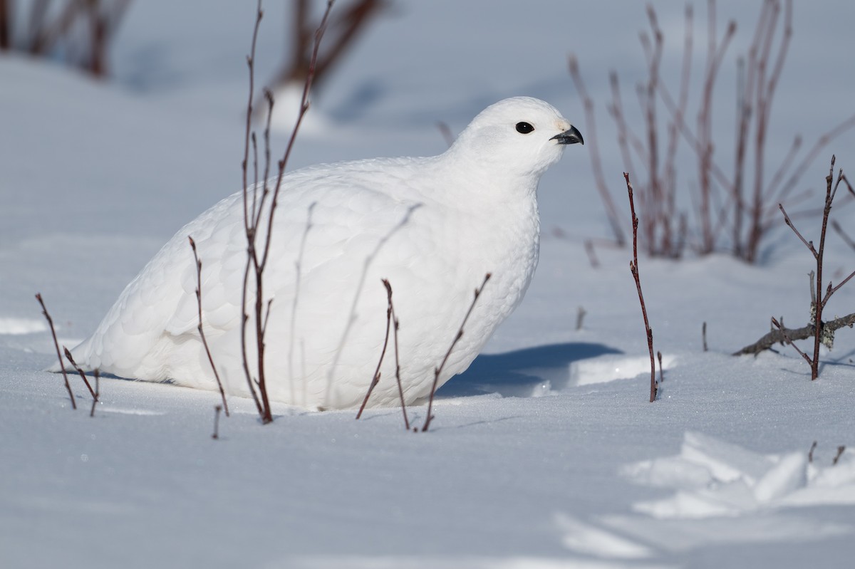 Moorschneehuhn - ML647067456