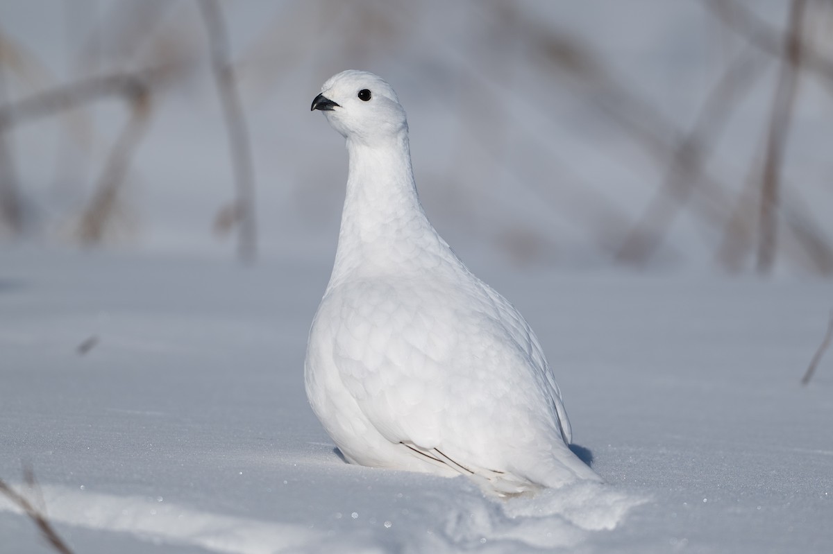 Moorschneehuhn - ML647067457