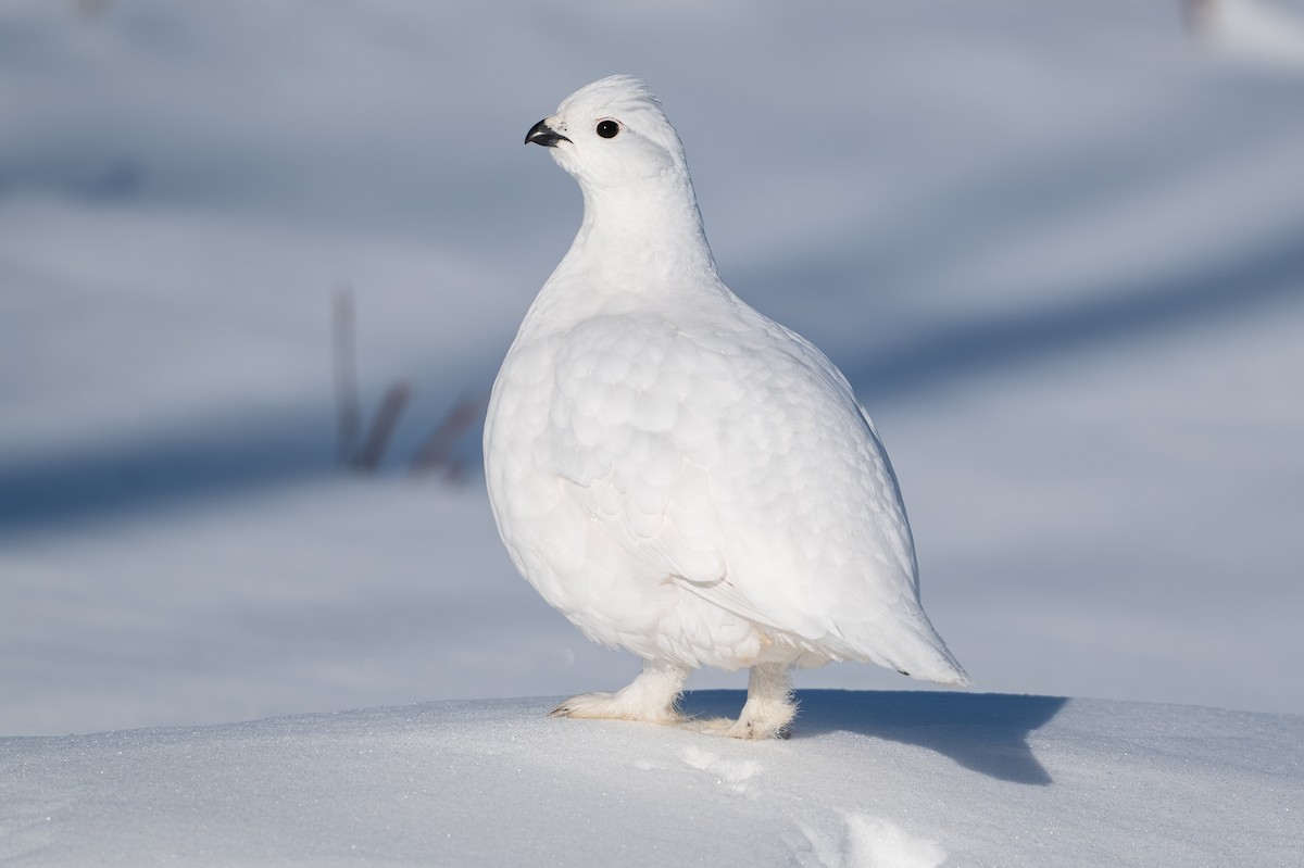 Moorschneehuhn - ML647067458