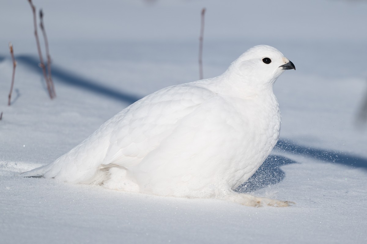 Moorschneehuhn - ML647067459