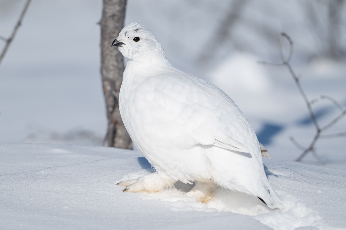 Moorschneehuhn - ML647067460