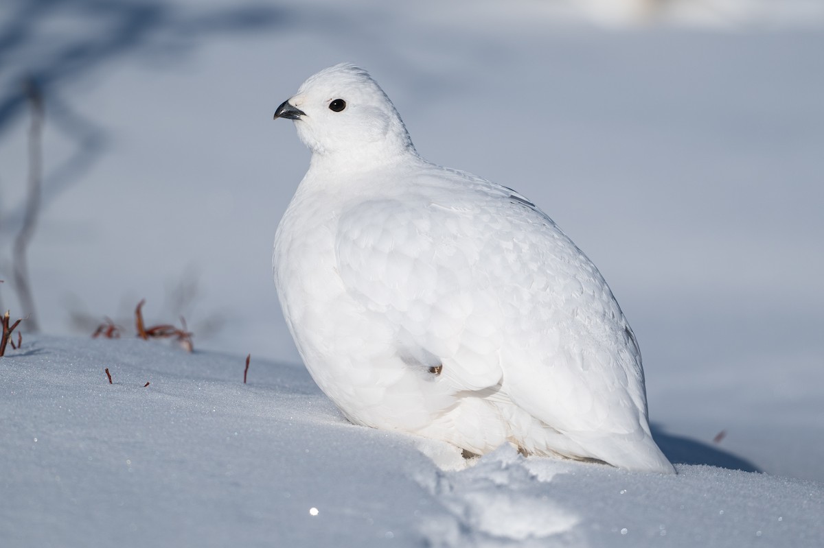 Moorschneehuhn - ML647067462