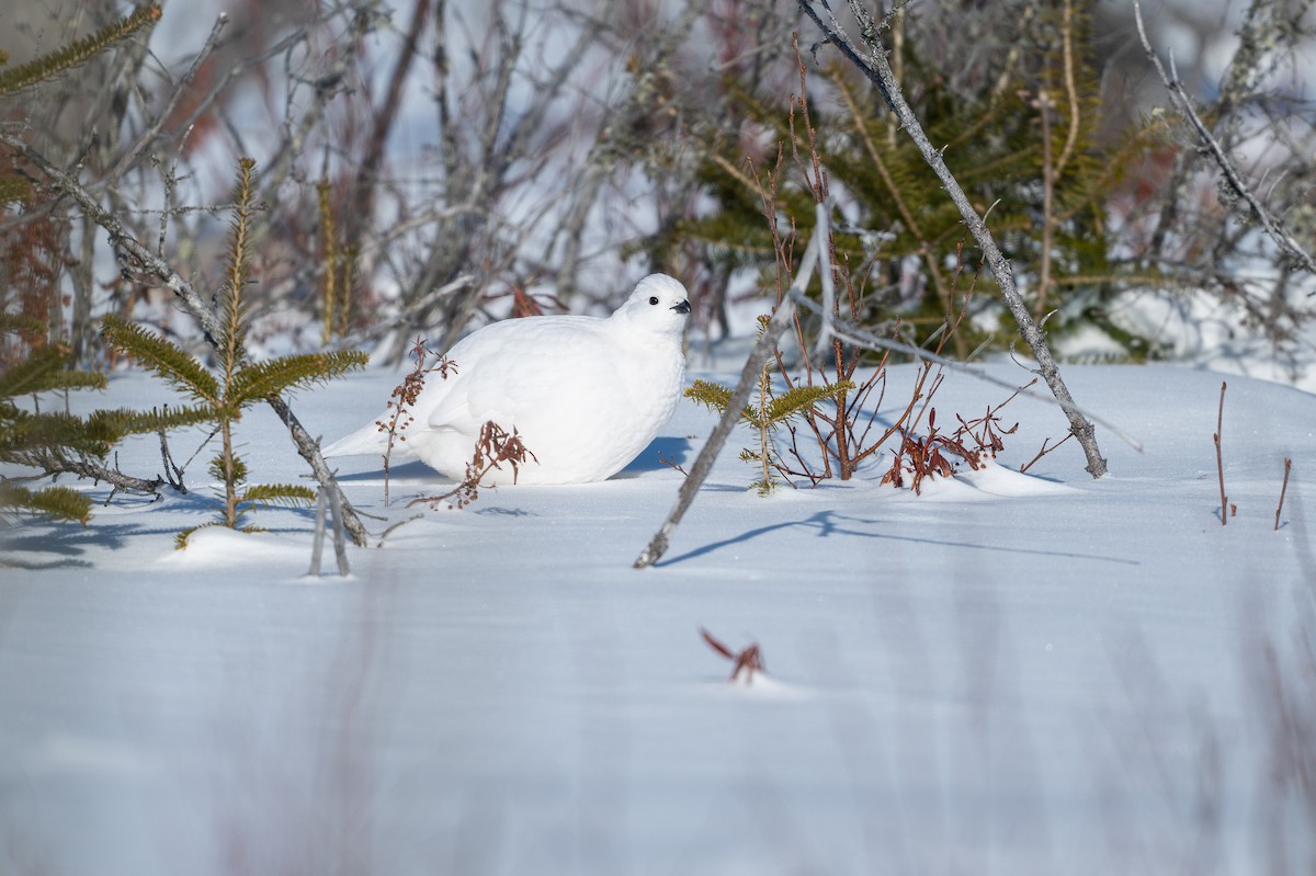 Moorschneehuhn - ML647067463