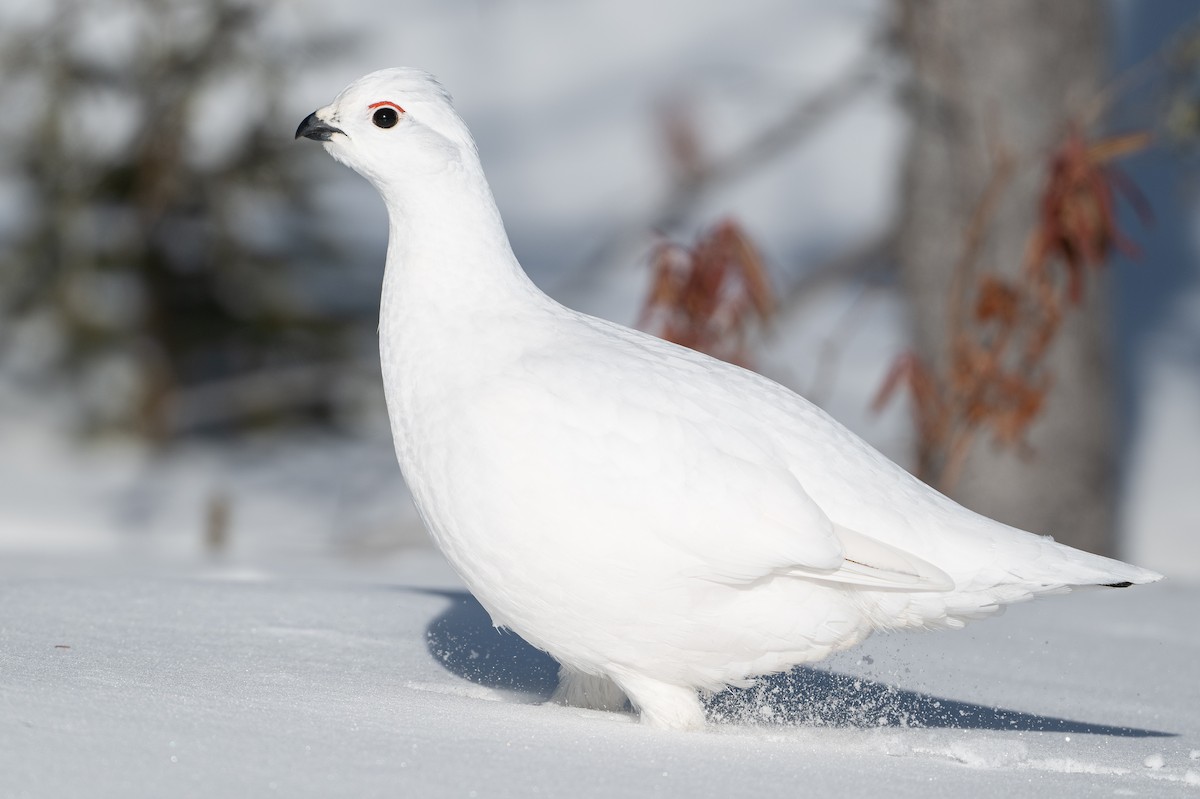 Moorschneehuhn - ML647067464