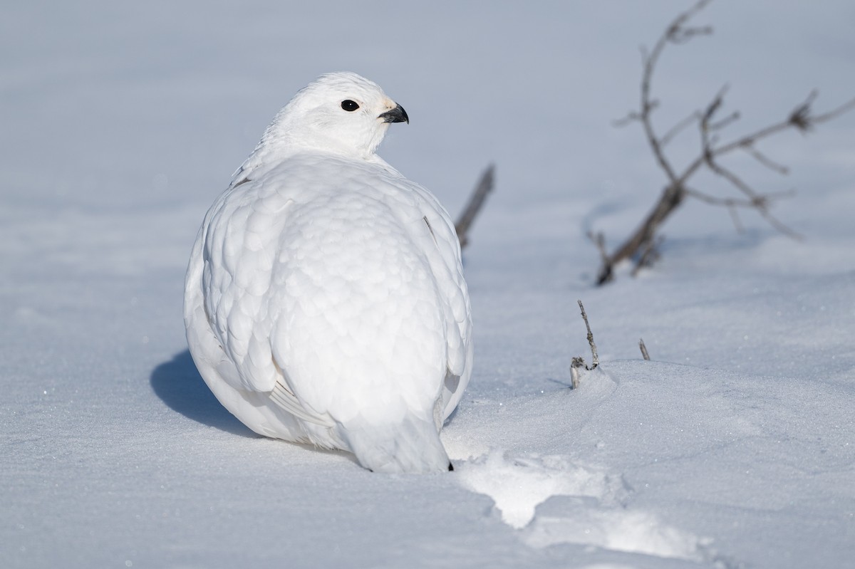 Moorschneehuhn - ML647067465
