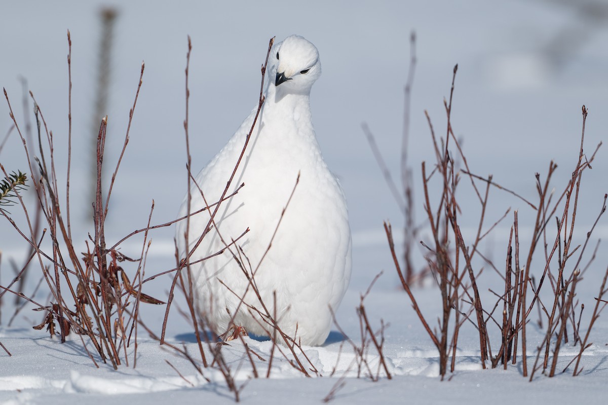 Moorschneehuhn - ML647067466