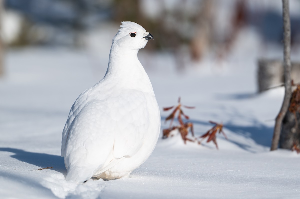 Moorschneehuhn - ML647067467