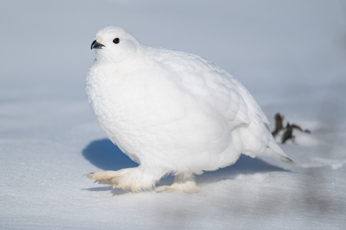 Moorschneehuhn - ML647067468