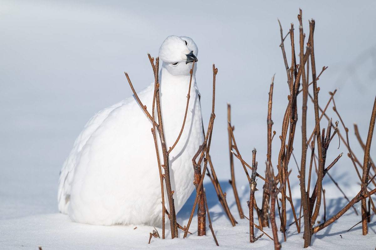 Moorschneehuhn - ML647067470