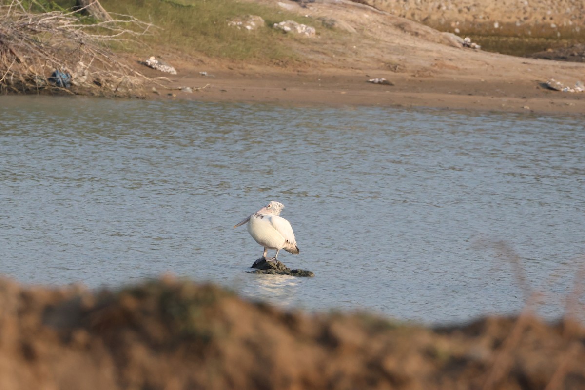 Пестроклювый пеликан - ML647067472